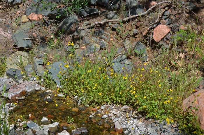 Seep Monkeyflower, or Parish’s Monkeyflower grows typically on land in aquatic environments and may reach a height of 2 feet or more. Mimulus guttatus